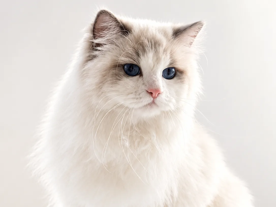 Ariella - Blue Bicolor Ragdoll Queen