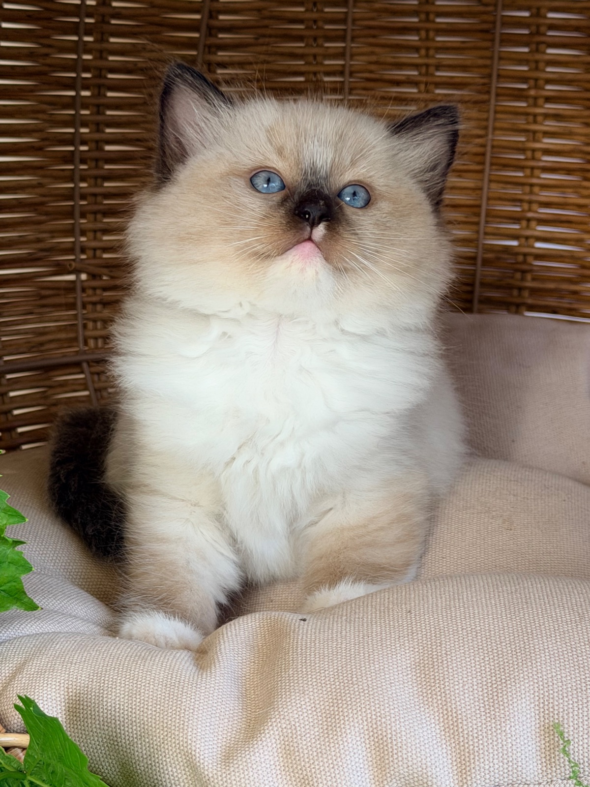 Biscuit, a reserved seal mitted Ragdoll kitten at Lapdolls Cattery