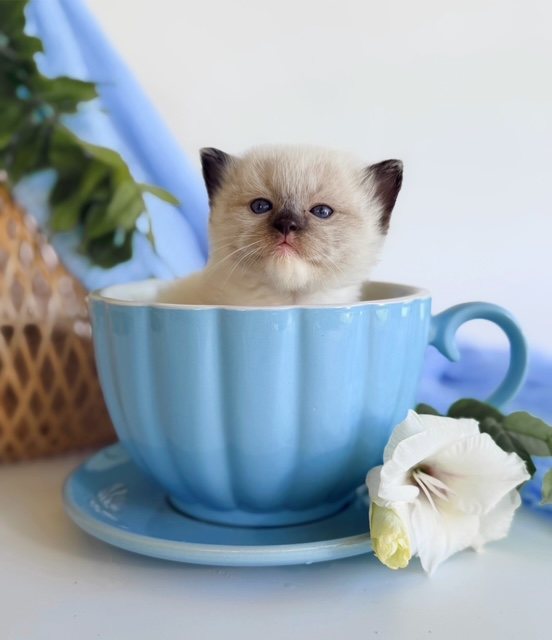 Biscuit, an available seal mitted Ragdoll kitten at Lapdolls Cattery