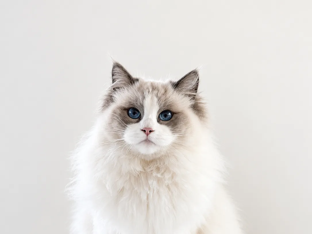 Bonita Bell - Blue Bicolor Ragdoll Queen