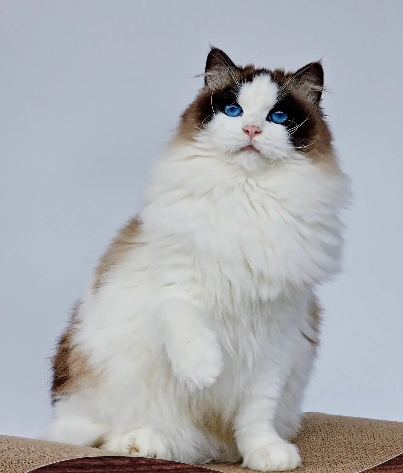 Catalina - Seal Bicolor Ragdoll Queen