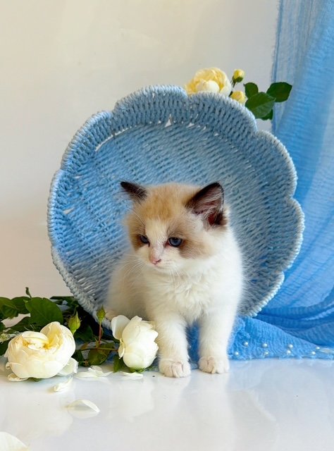 Citron, an available seal bicolor Ragdoll kitten at Lapdolls Cattery