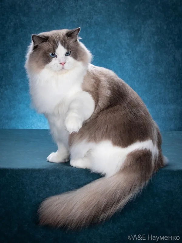 Beautiful Ragdoll cat from Lapdolls Cattery