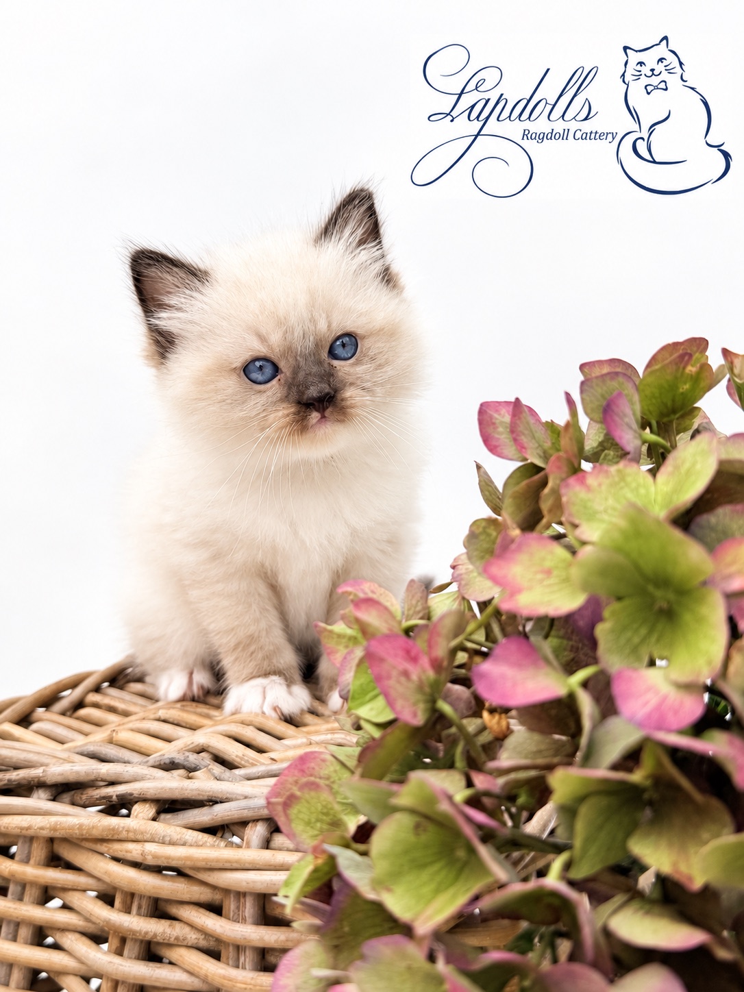 Dolly, a reserved seal mitted Ragdoll kitten at Lapdolls Cattery