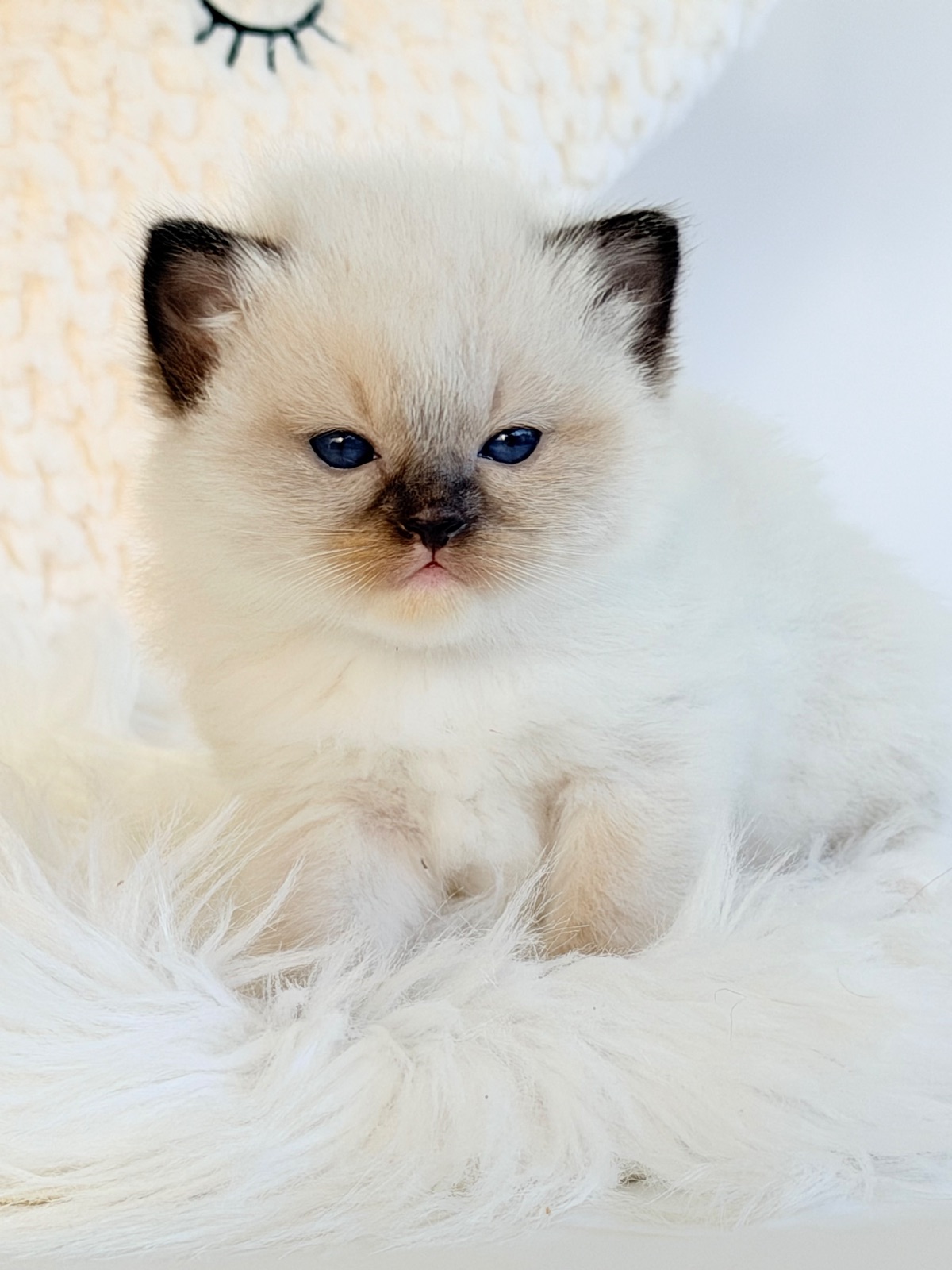 Dolly, an available seal mitted Ragdoll kitten at Lapdolls Cattery