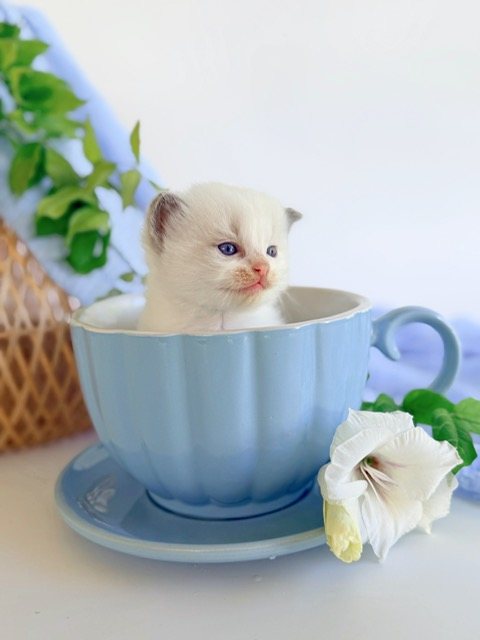 Ragdoll kitten sitting in a teacup at Lapdolls Cattery