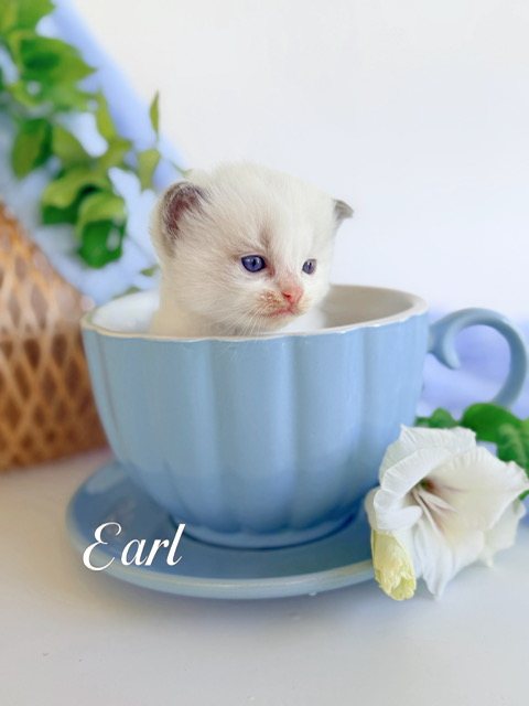 Earl, an available blue bicolor Ragdoll kitten at Lapdolls Cattery