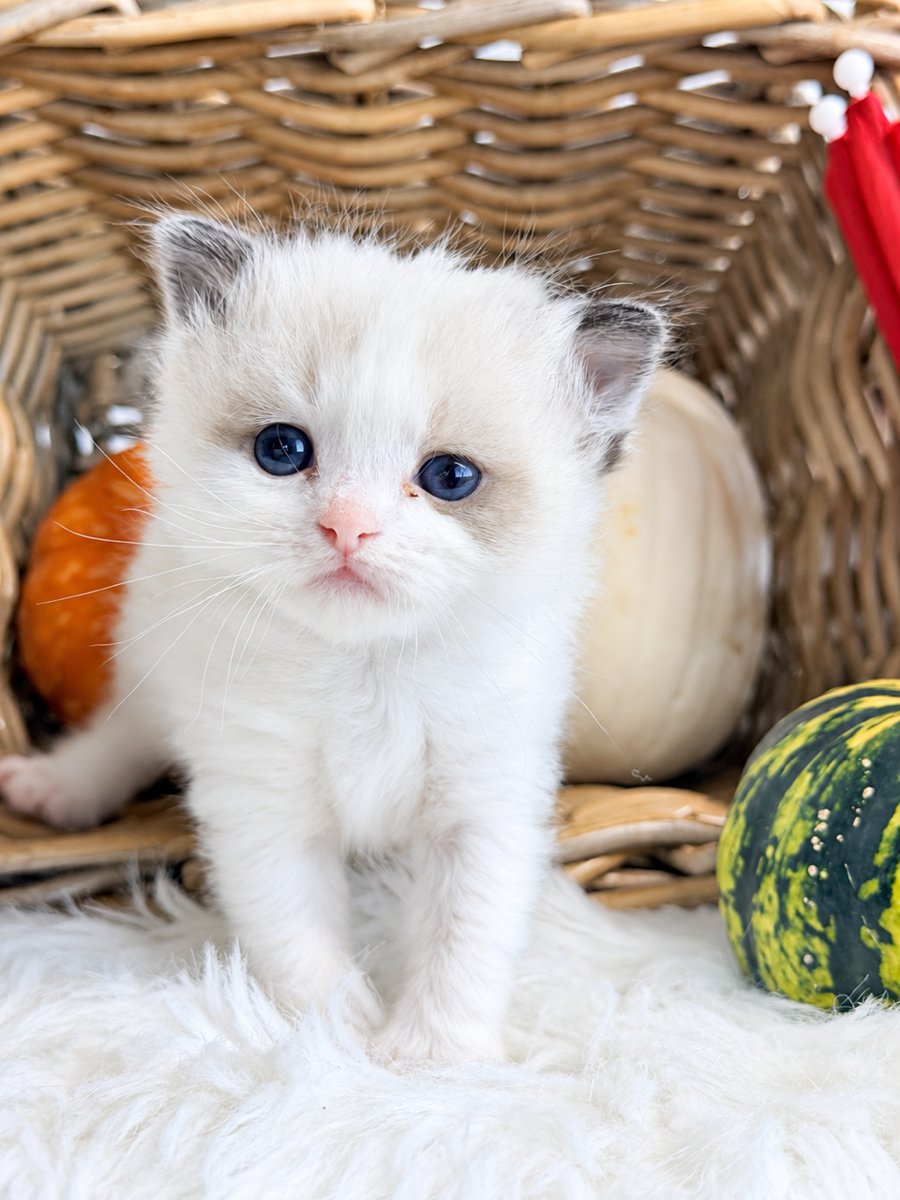Ella, a reserved seal bicolor Ragdoll kitten at Lapdolls Cattery