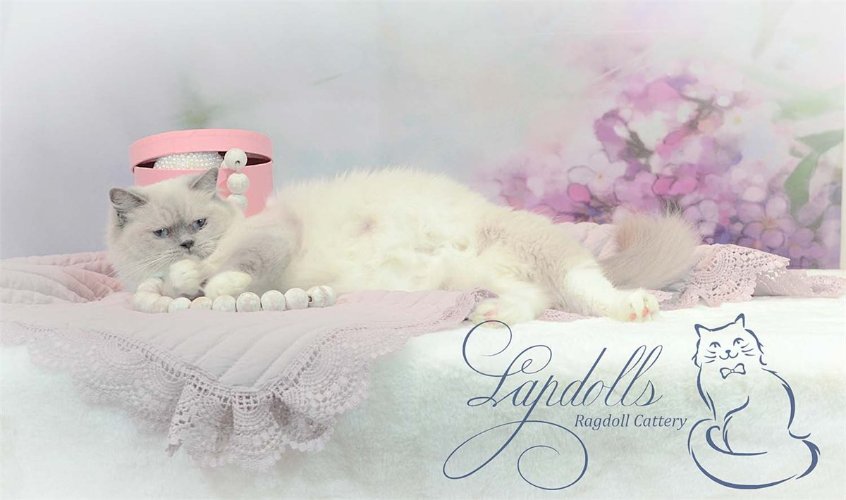 Ragdoll kitten resting at Lapdolls Cattery in Vancouver, Washington