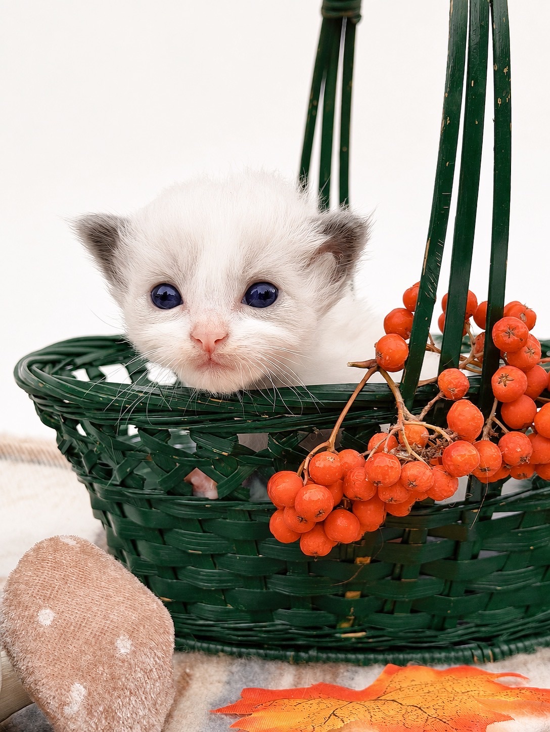 Frankie -•Laine, a reserved blue bicolor Ragdoll kitten at Lapdolls Cattery