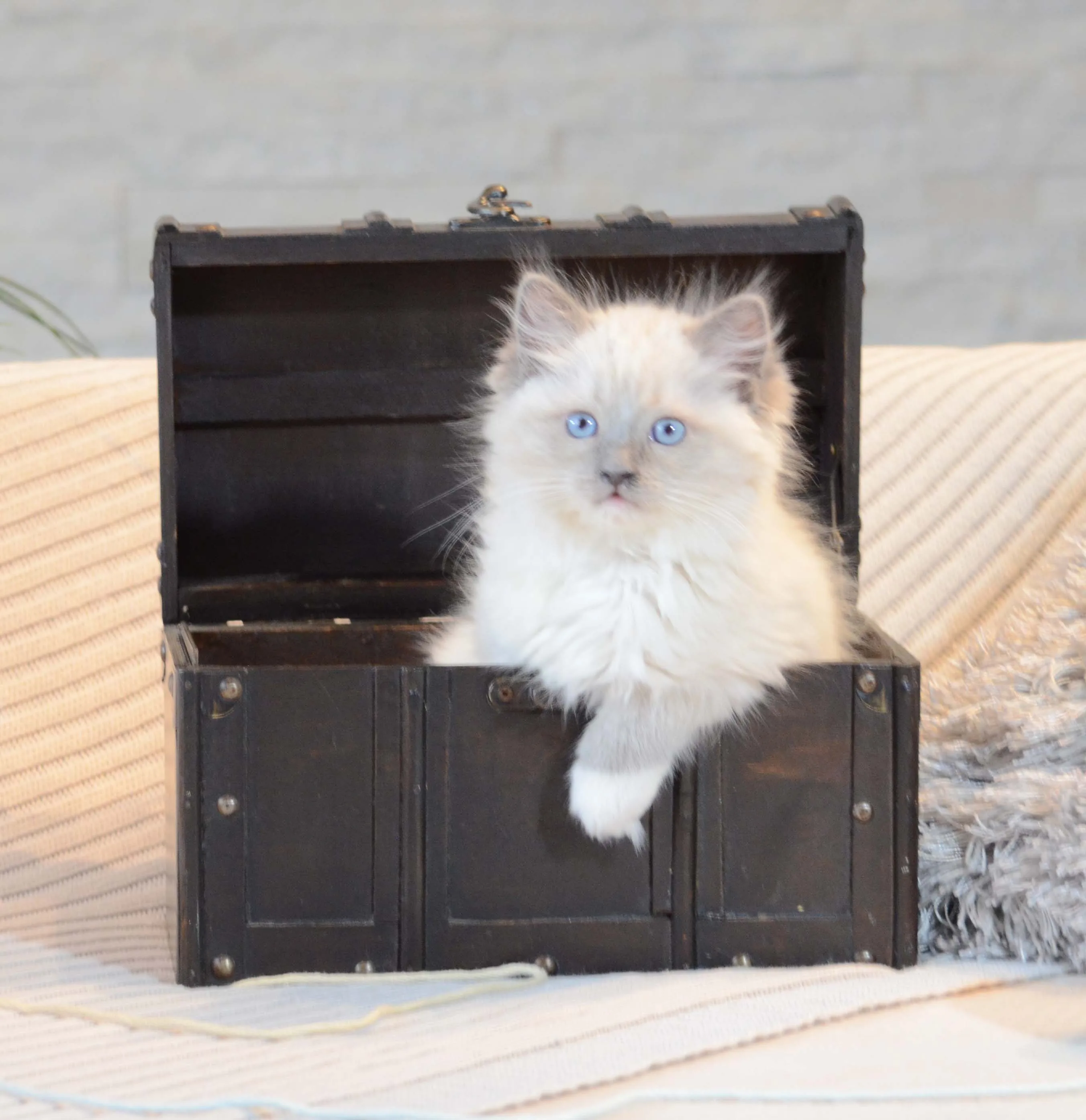 Blue bicolor Ragdoll kitten from Lapdolls