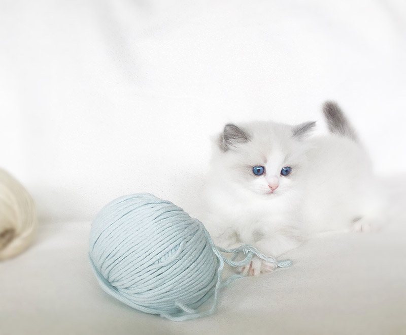 Ragdoll colors and patterns