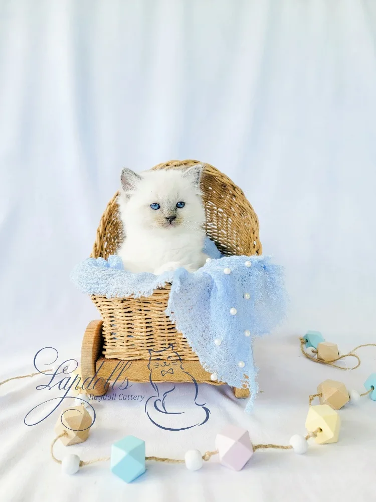 Fluffy Ragdoll kitten with blue eyes