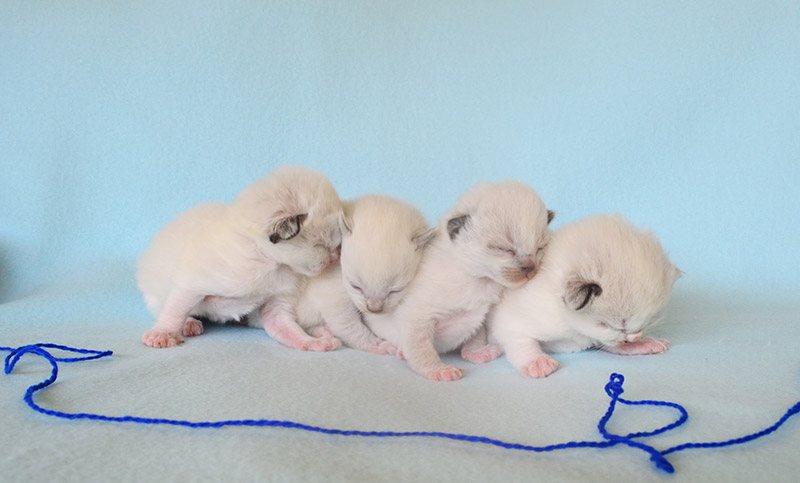 Ragdoll health and genetic testing