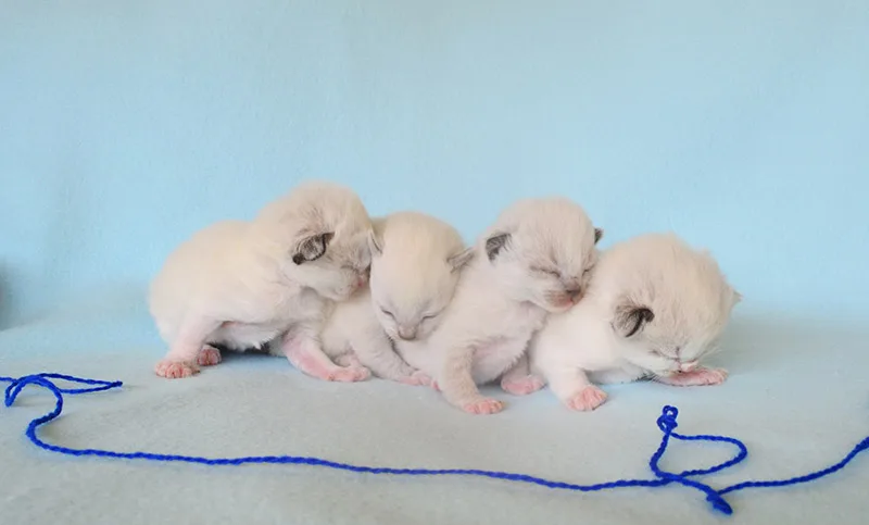 Ragdoll kittens from a recent litter