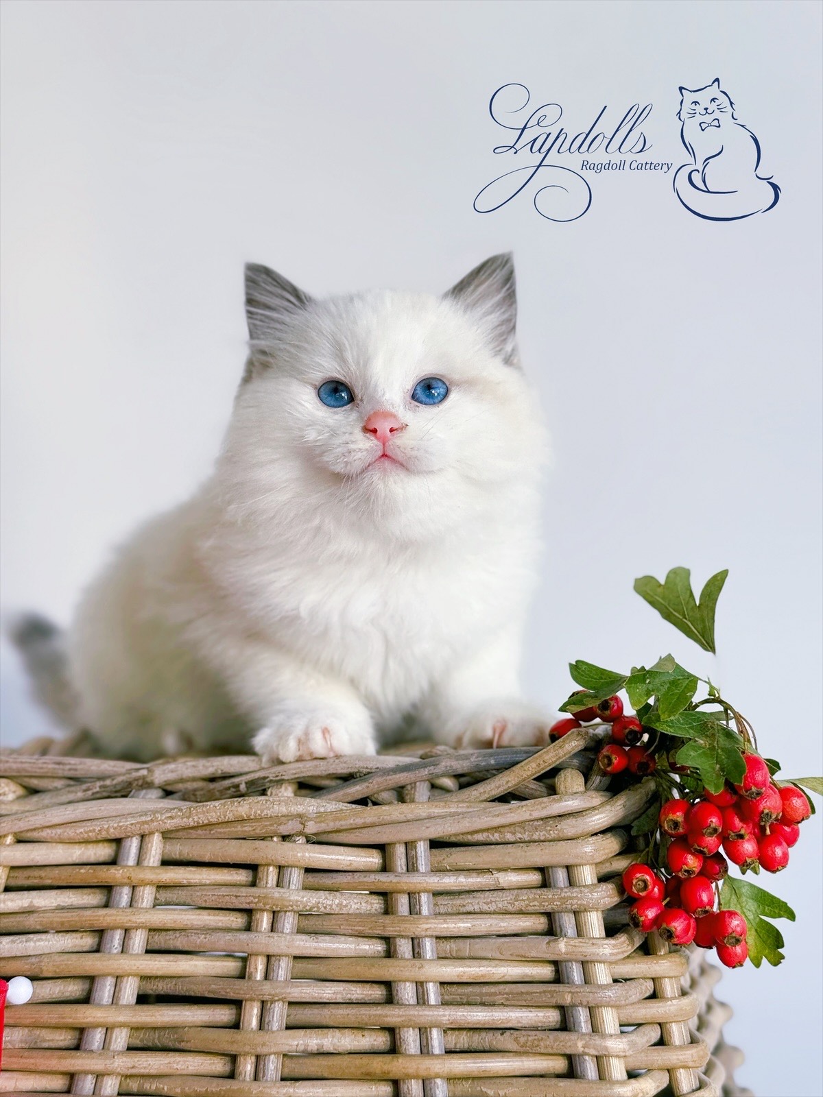Ragdoll cat breed comparison