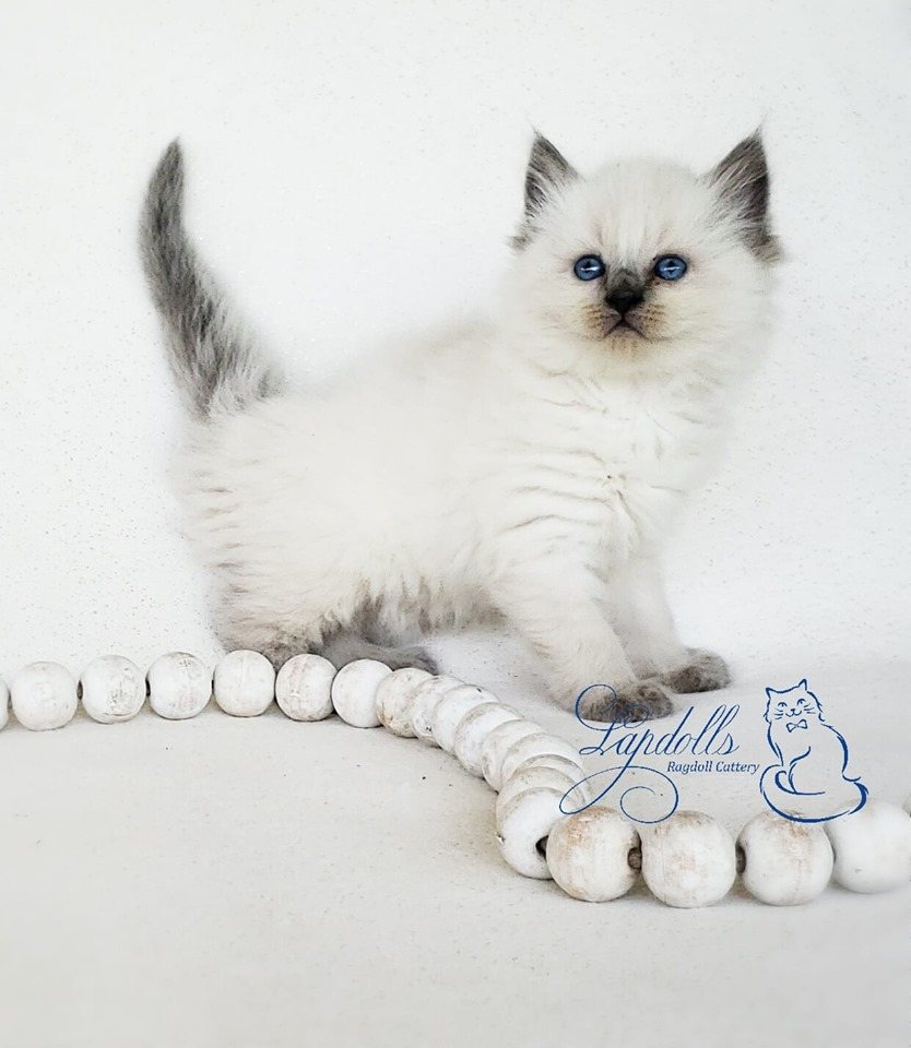 Ragdoll kitten travelling to a new home