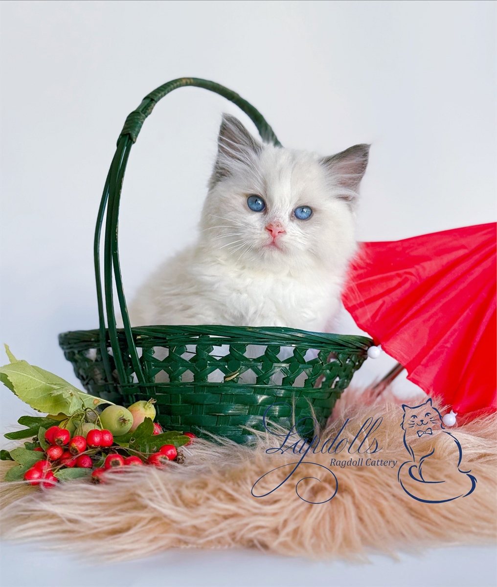 Ragdoll kitten at home