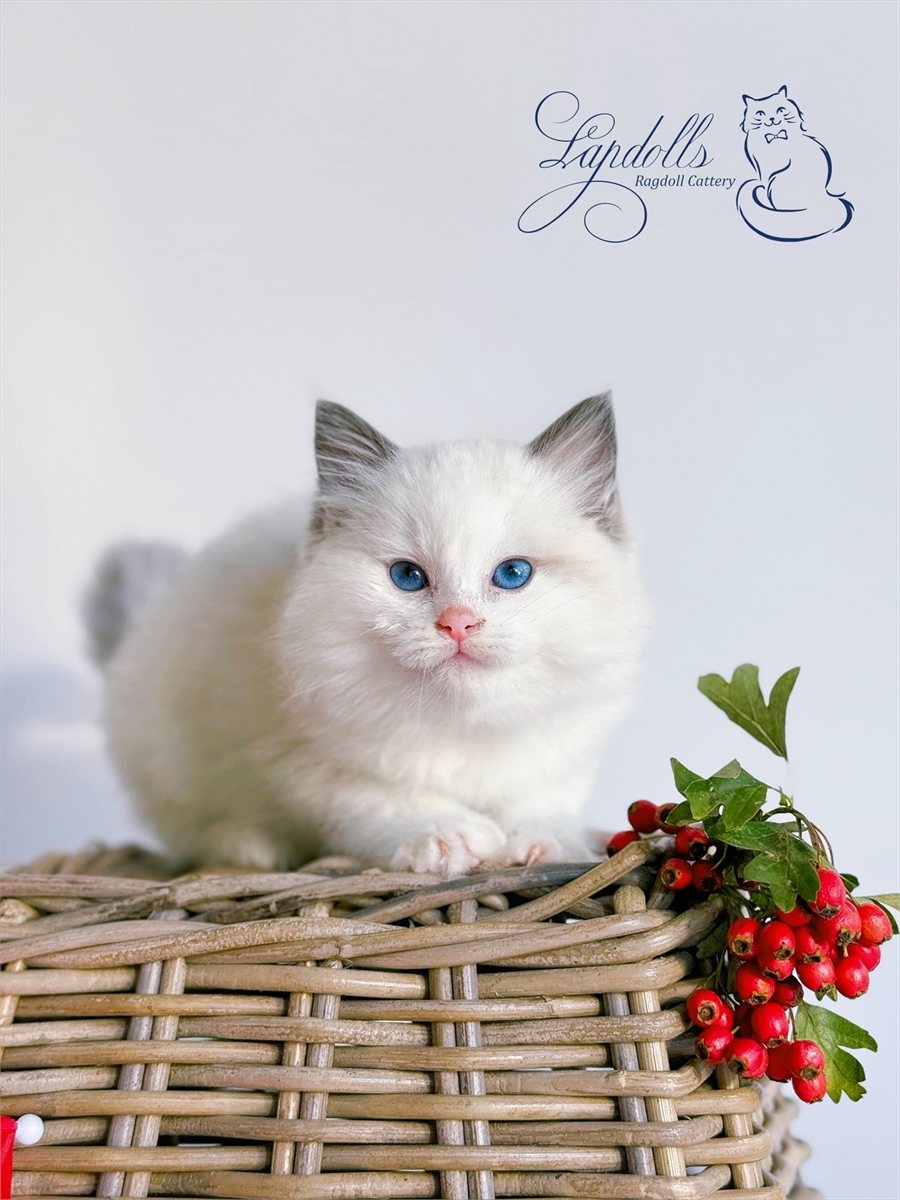 Ragdoll kitten on a basket with winter berries at Lapdolls Cattery