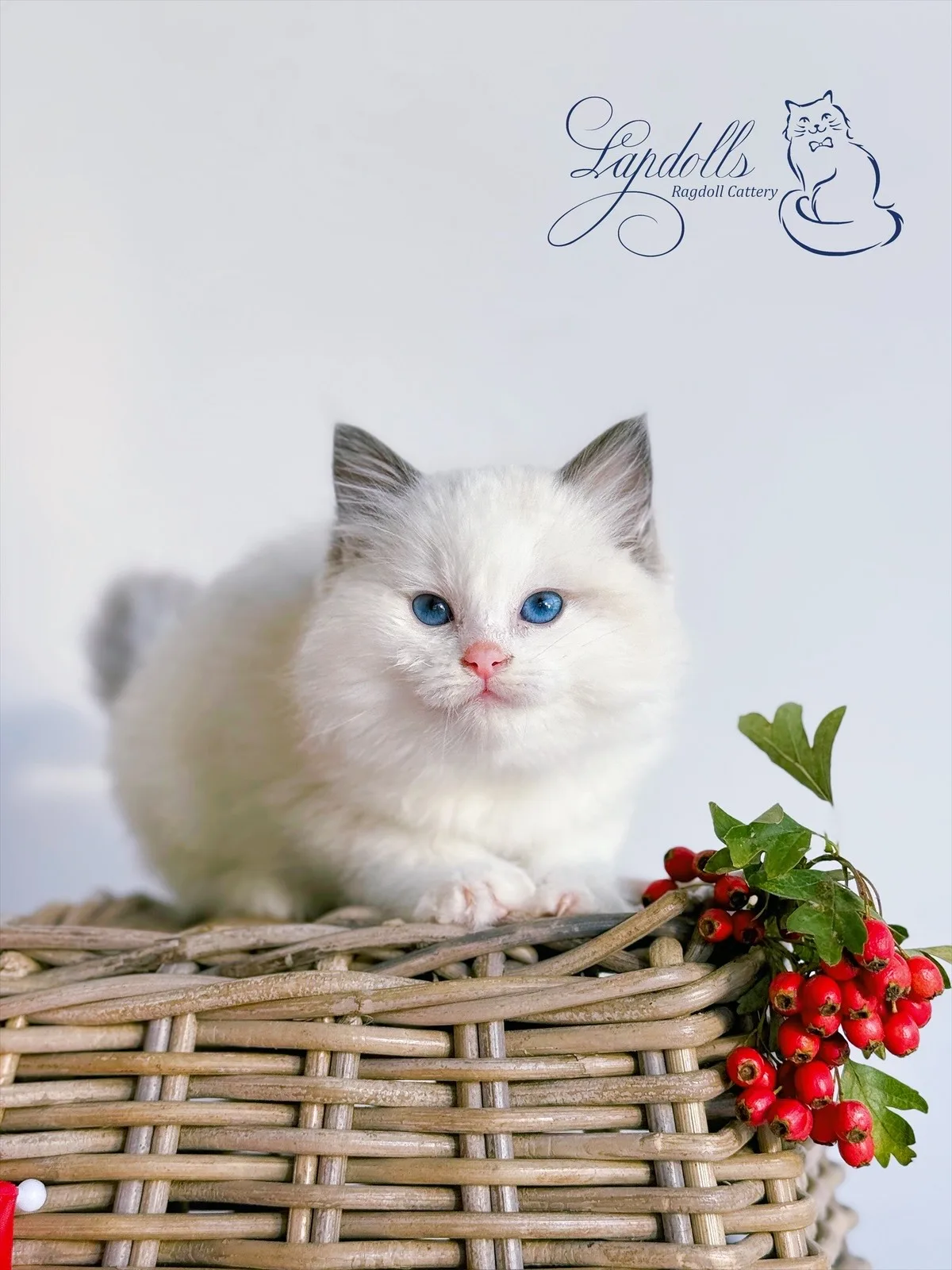 Ragdoll kitten with plush coat from Lapdolls