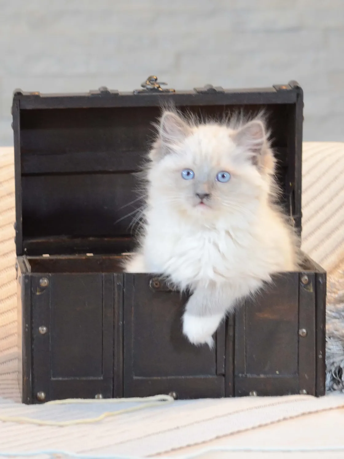 Blue bicolor Ragdoll kitten with deep blue eyes, home-raised at Lapdolls Cattery in Vancouver, Washington
