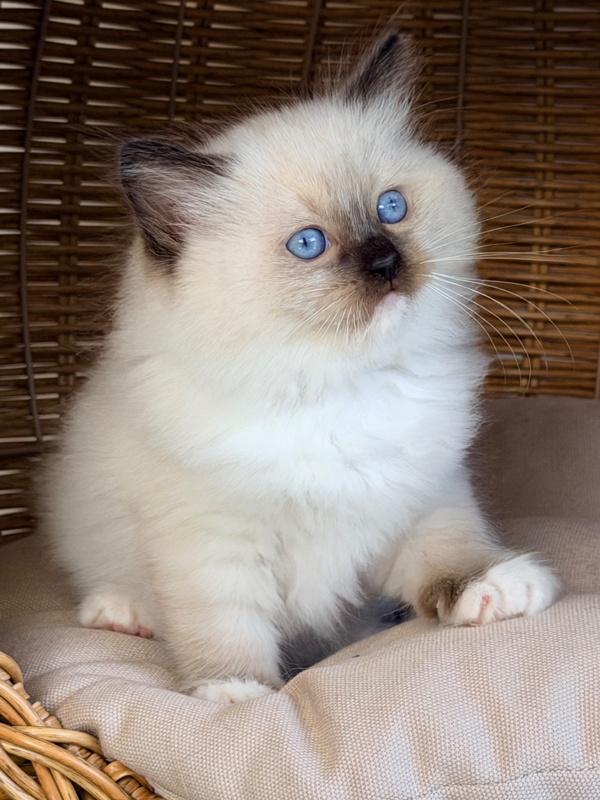 Honey, a reserved seal mitted Ragdoll kitten at Lapdolls Cattery