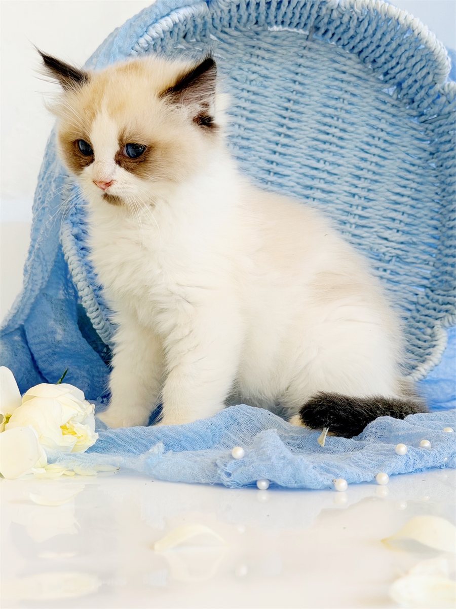 Seal bicolor Ragdoll kitten at Lapdolls Cattery