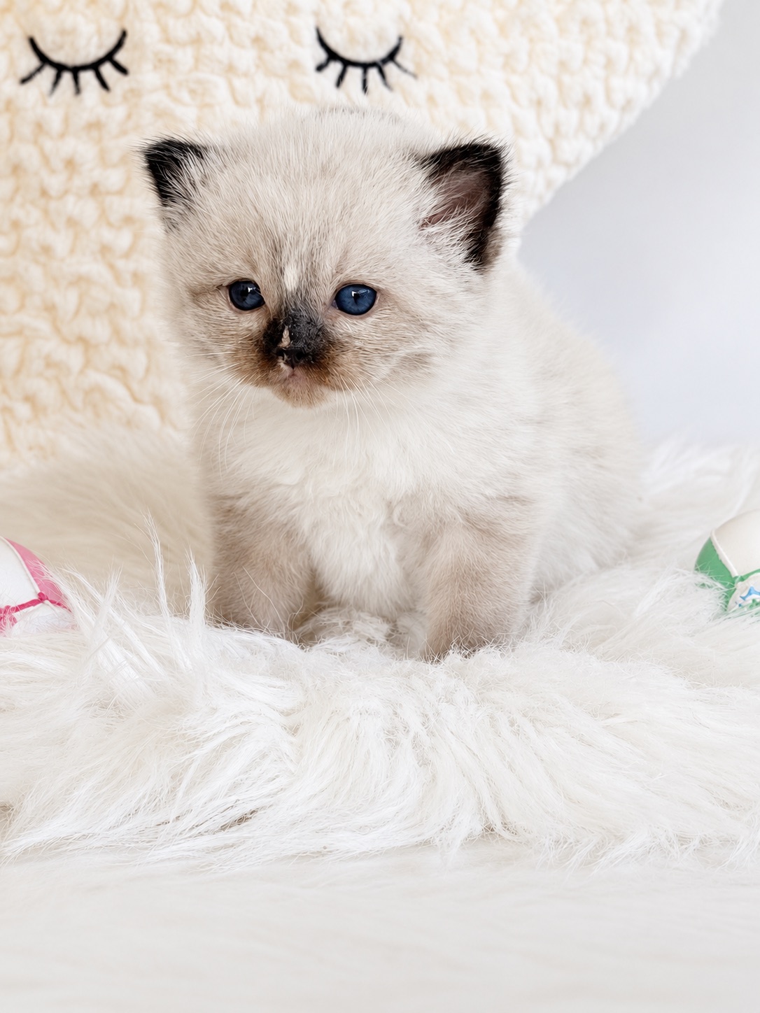 Johnny, an available seal mitted Ragdoll kitten at Lapdolls Cattery
