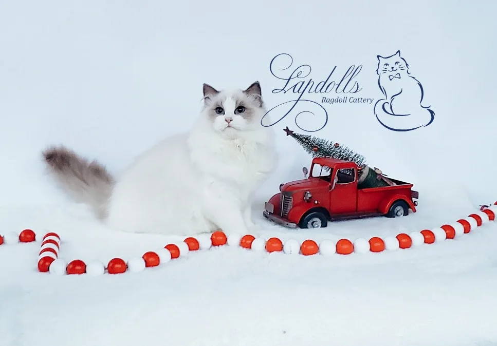 Josephine - Blue Bicolor Ragdoll Queen