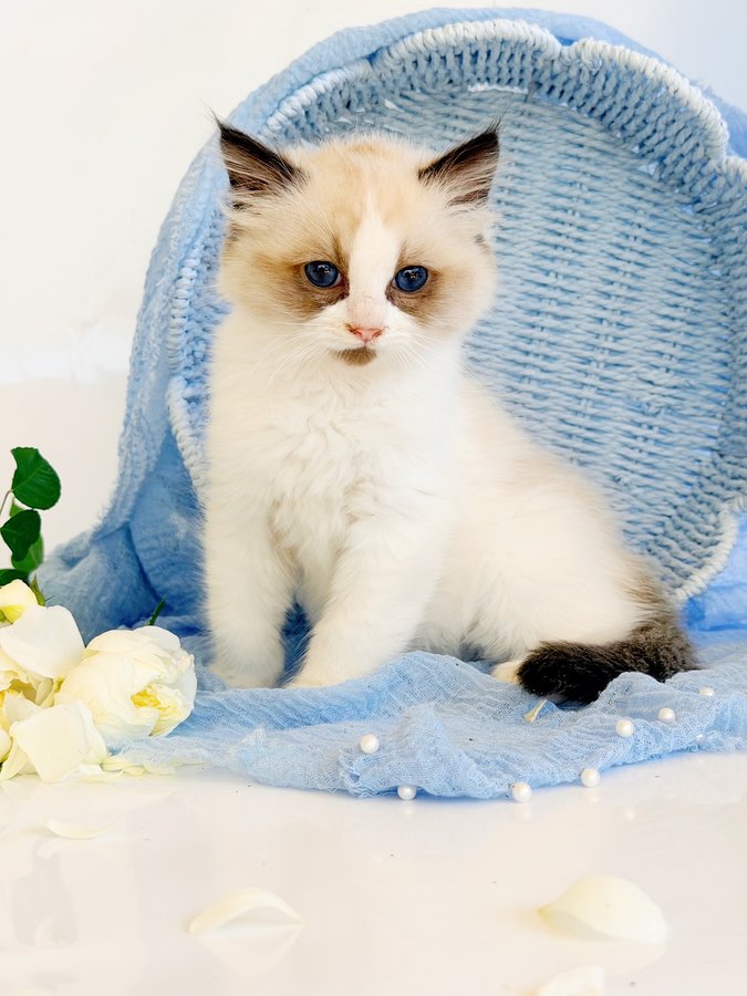 Lemo, an available seal bicolor Ragdoll kitten at Lapdolls Cattery