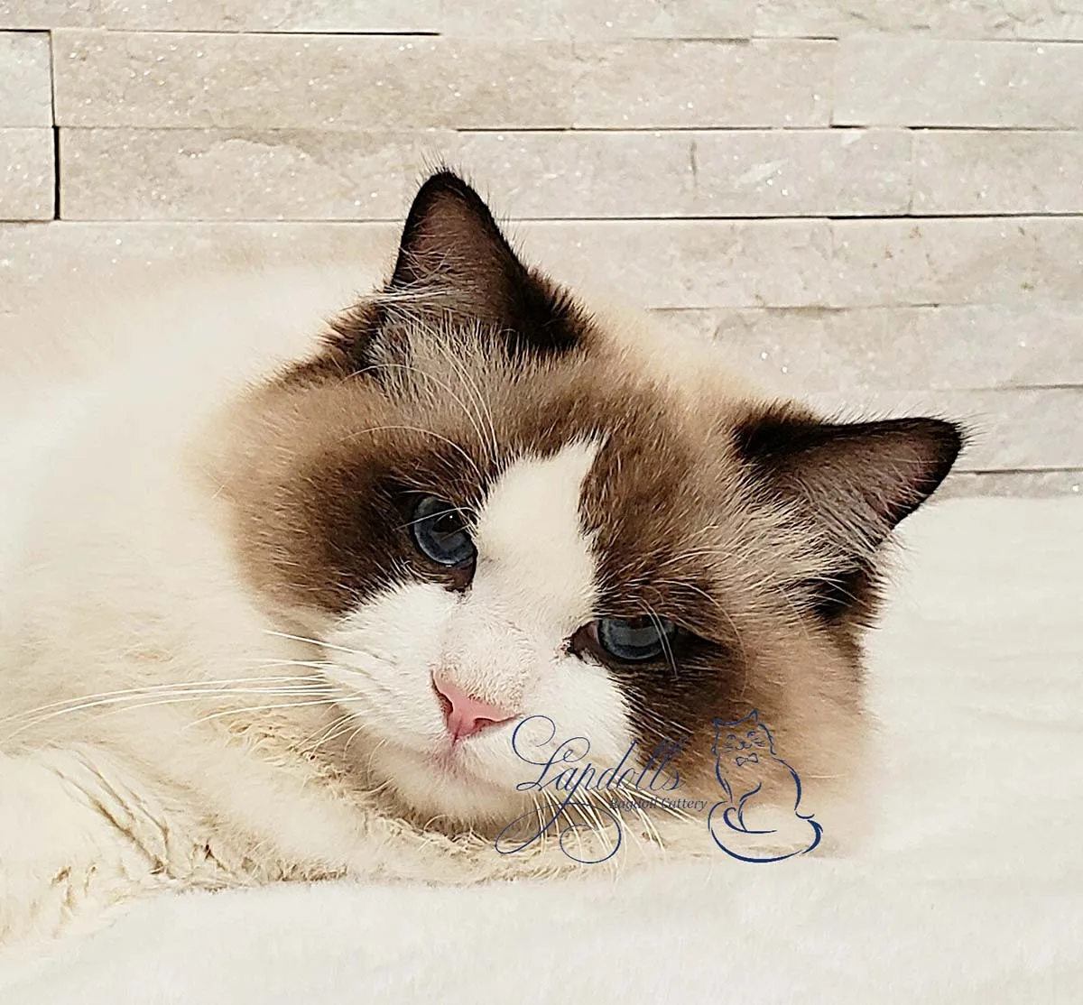 Linton - Seal Bicolor Ragdoll King