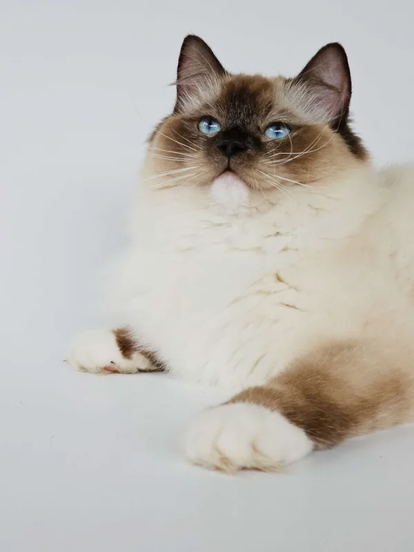 Lovelit - Seal Point Mitted Ragdoll Queen