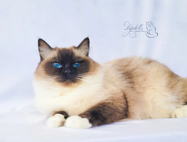 Markissa - Seal Point Mitted Ragdoll Queen