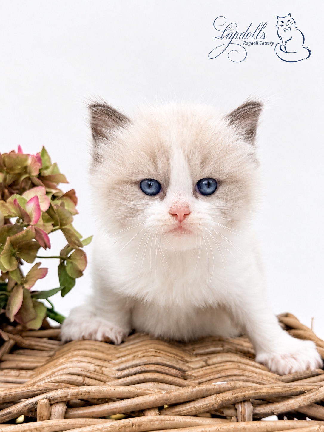 Milo, a reserved blue bicolor Ragdoll kitten at Lapdolls Cattery