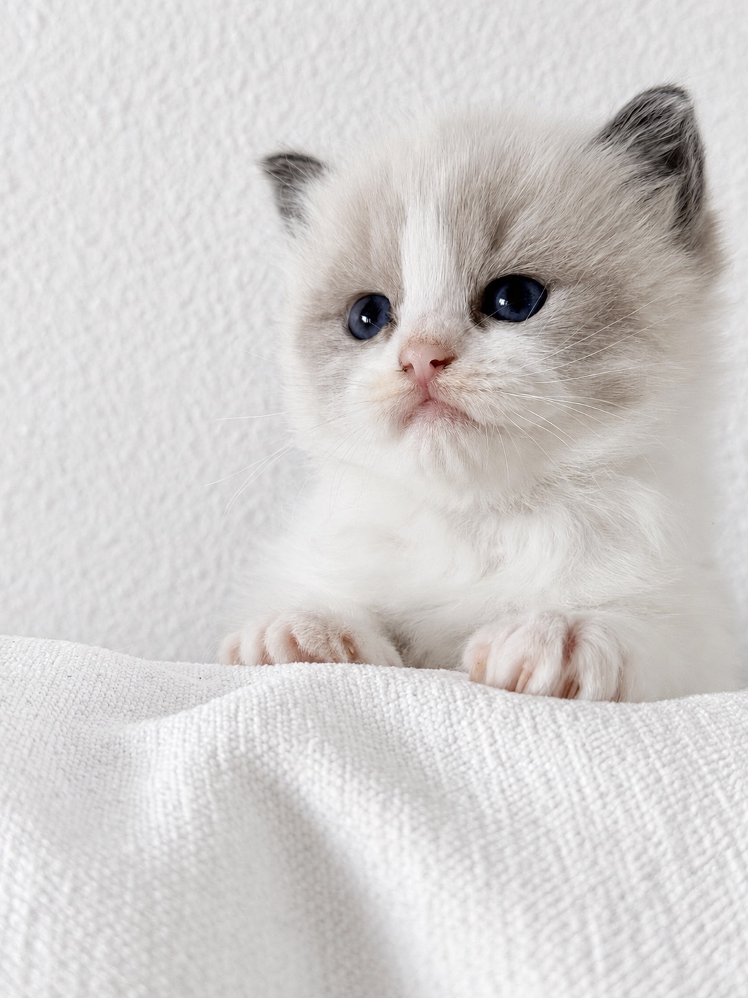 Milo, an available blue Bicolor Ragdoll kitten at Lapdolls Cattery