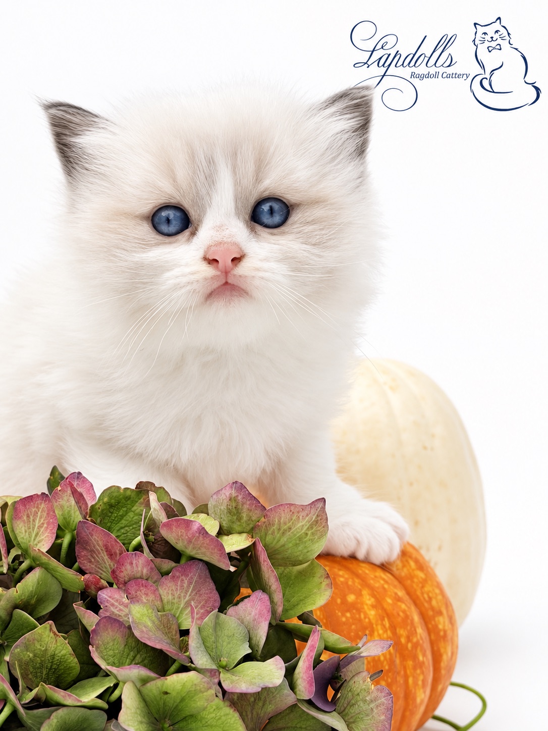 Otis, an available blue bicolor Ragdoll kitten at Lapdolls Cattery