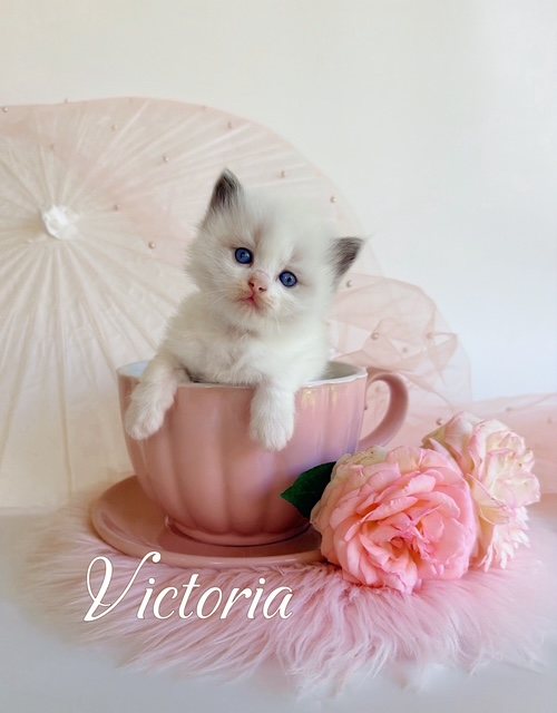 Blue bicolor Ragdoll kitten showing the inverted white V on the face