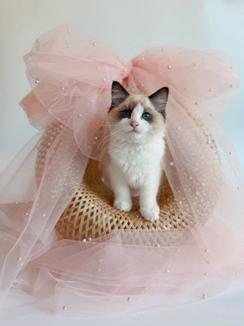 Seal bicolor Ragdoll kitten showing warm brown points