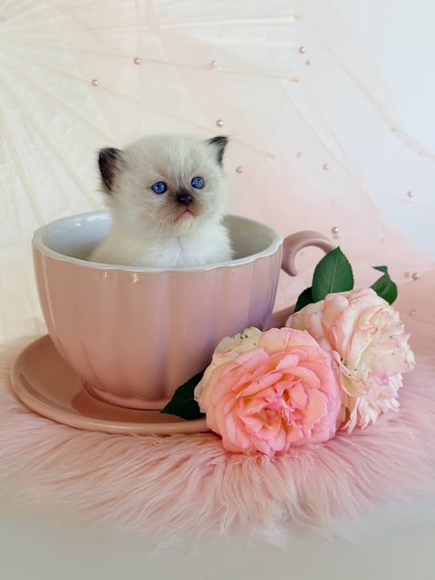 Seal mitted Ragdoll kitten showing the full dark mask and white front mittens