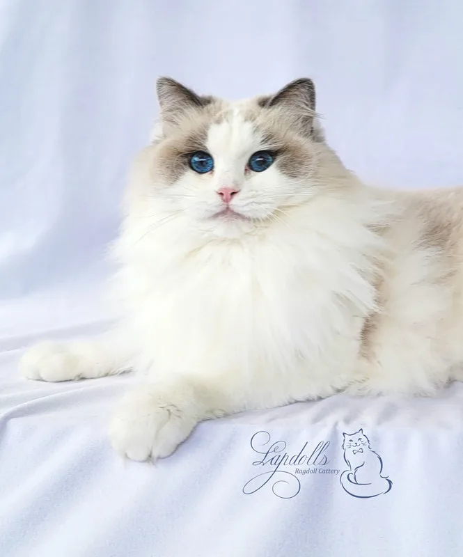 Ragdoll cat from Lapdolls Cattery