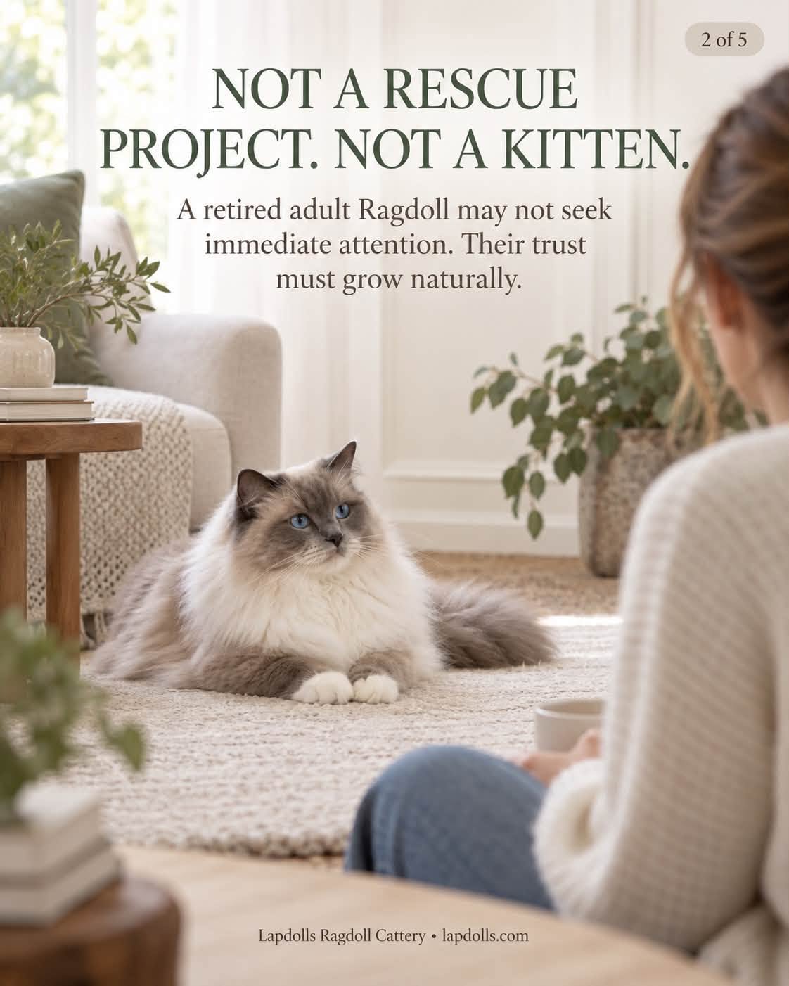Ragdoll lying on a rug a few feet from a woman sitting quietly on the floor