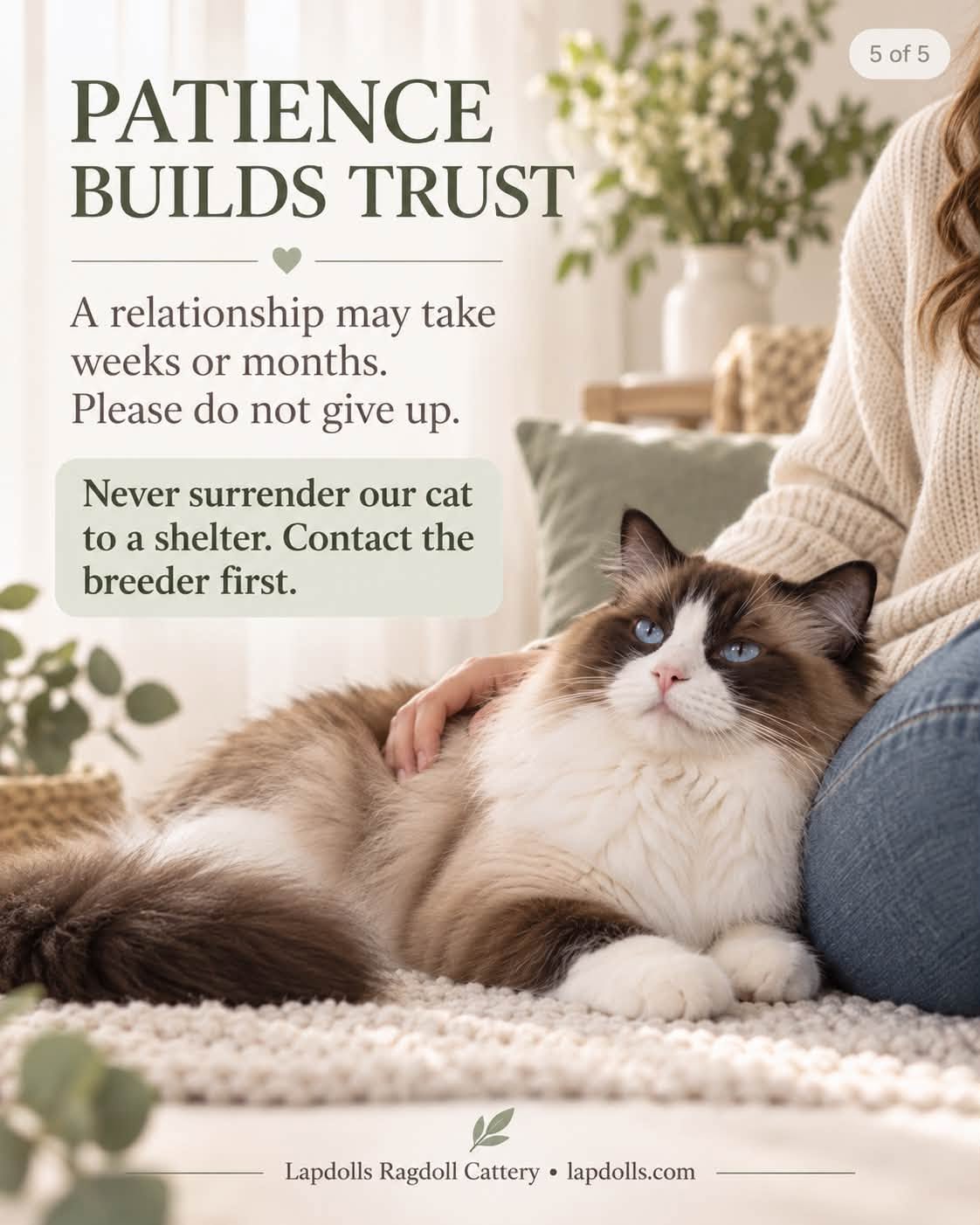 Ragdoll cat relaxing next to a woman sitting on the floor with her hand on its back