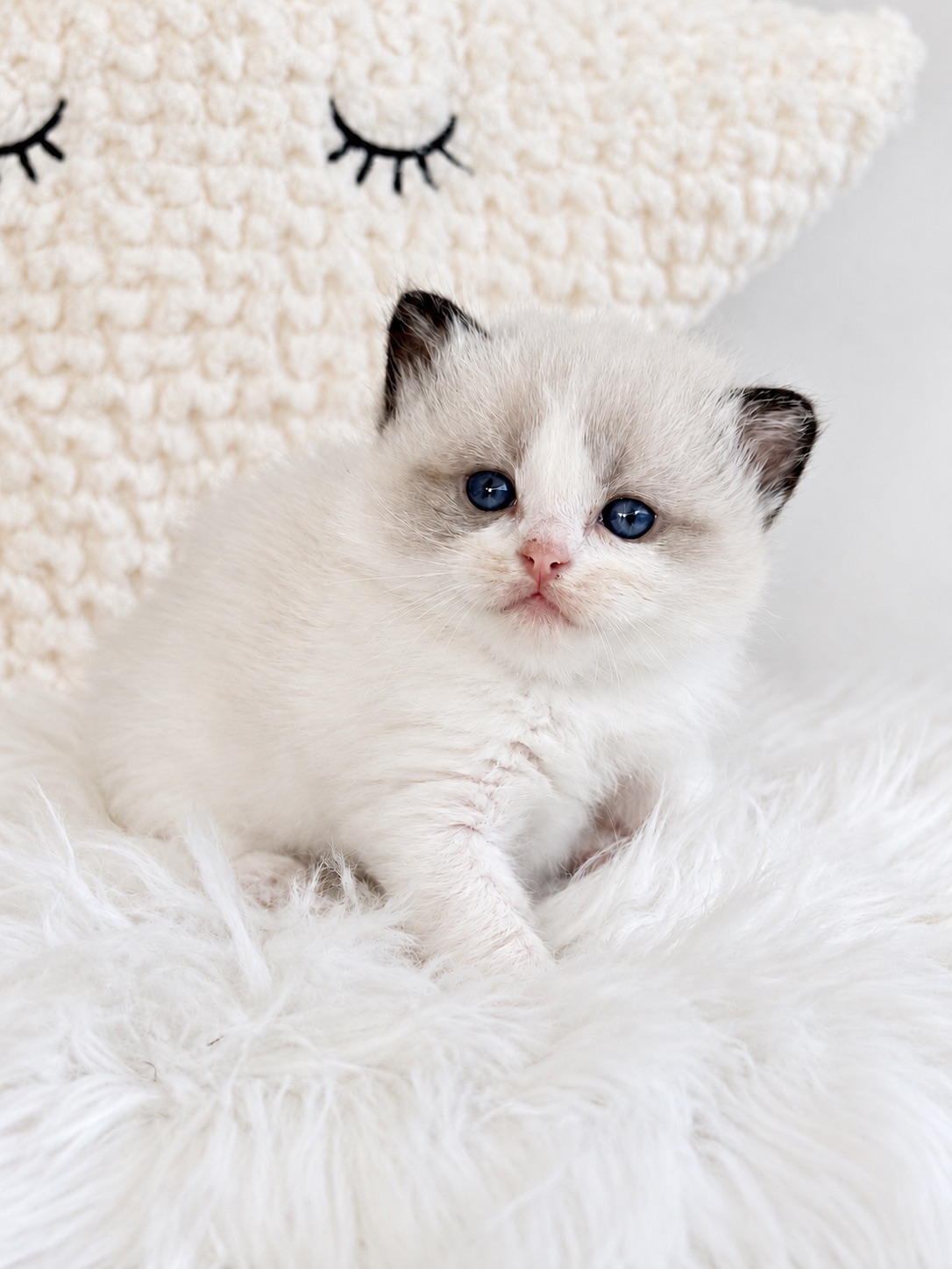 Rodney, an available seal Bicolor Ragdoll kitten at Lapdolls Cattery