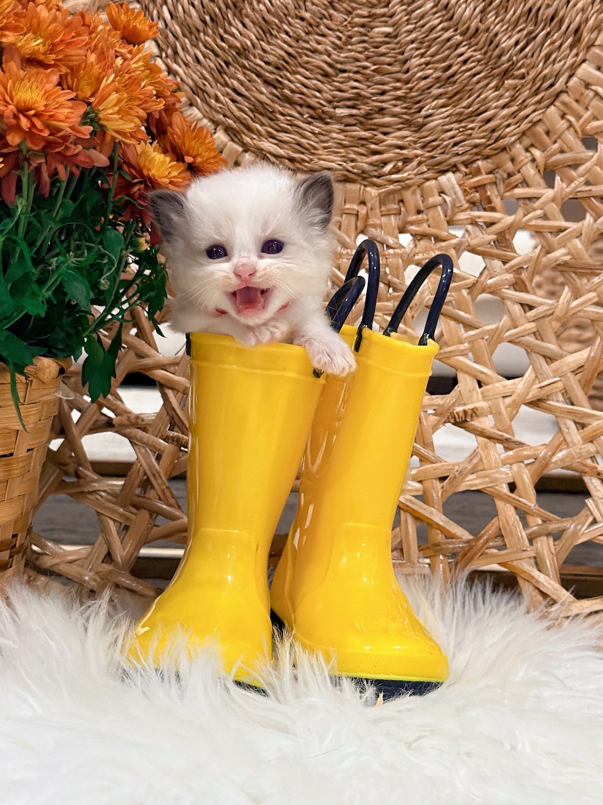 Rosie, an available seal Bicolor Ragdoll kitten at Lapdolls Cattery