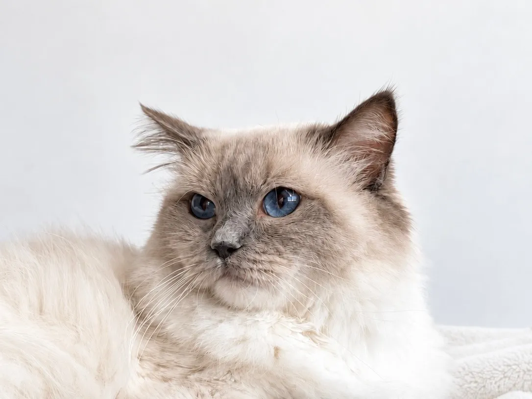 Stella, a blue point mitted Ragdoll queen at Lapdolls Cattery