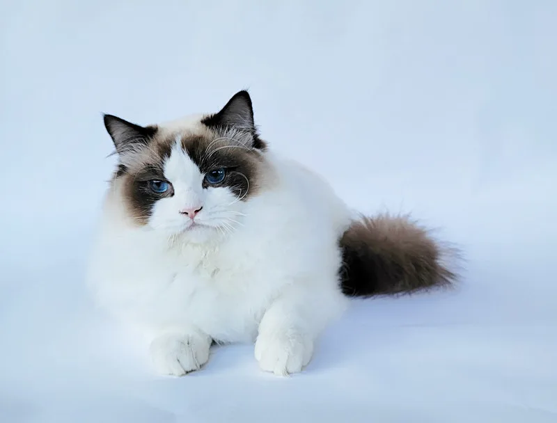 Tiger - Seal Bicolor Ragdoll King