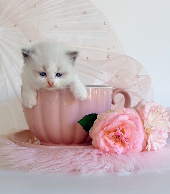 Ragdoll kitten in a pink teacup at Lapdolls Cattery