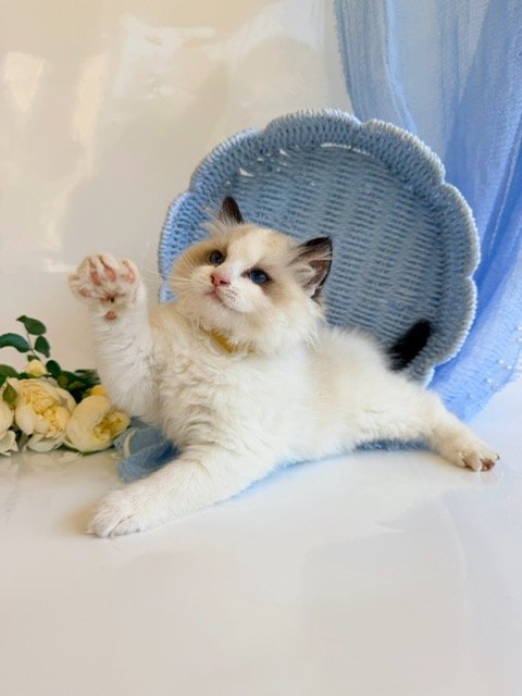 Ragdoll kitten reaching out a front paw, raised at Lapdolls Cattery