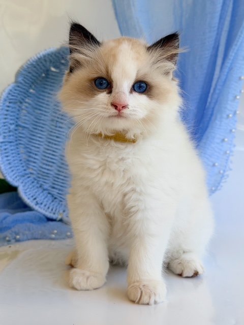 Zest, an available seal bicolor Ragdoll kitten at Lapdolls Cattery
